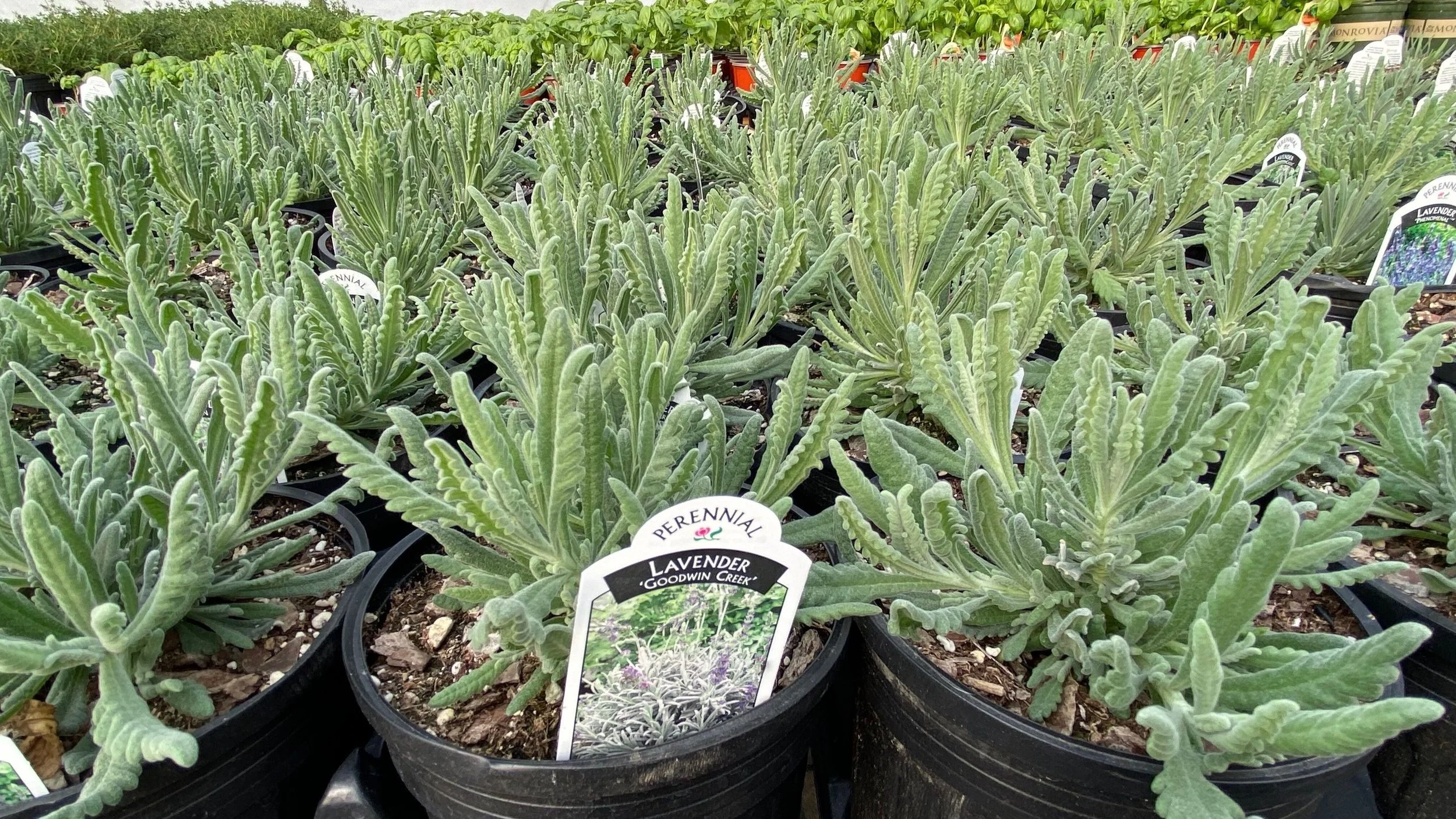 LAVENDER — Vineyard Gardens